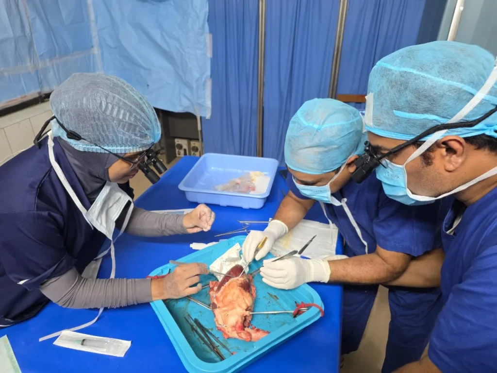 Close Work on a Cardiac Specimen